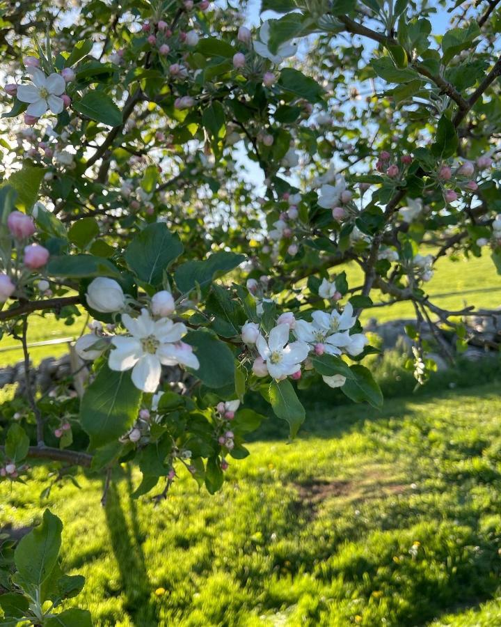 Blueberry Fields Bed & Breakfast Jefferson Екстер'єр фото