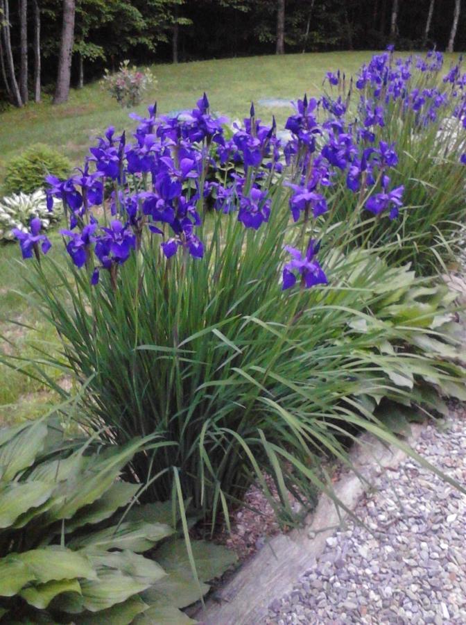 Blueberry Fields Bed & Breakfast Jefferson Екстер'єр фото